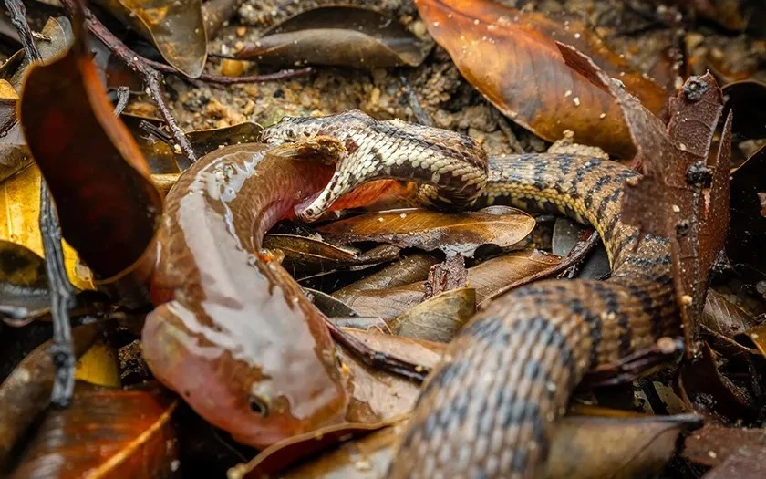 Nhà tự nhiên học người Pháp F. L. de Castelnau lần đầu tiên ghi lại hình ảnh loài cá này qua bức tranh màu nước trong một cuốn sổ tay được biên soạn ở Singapore năm 1858-1862.