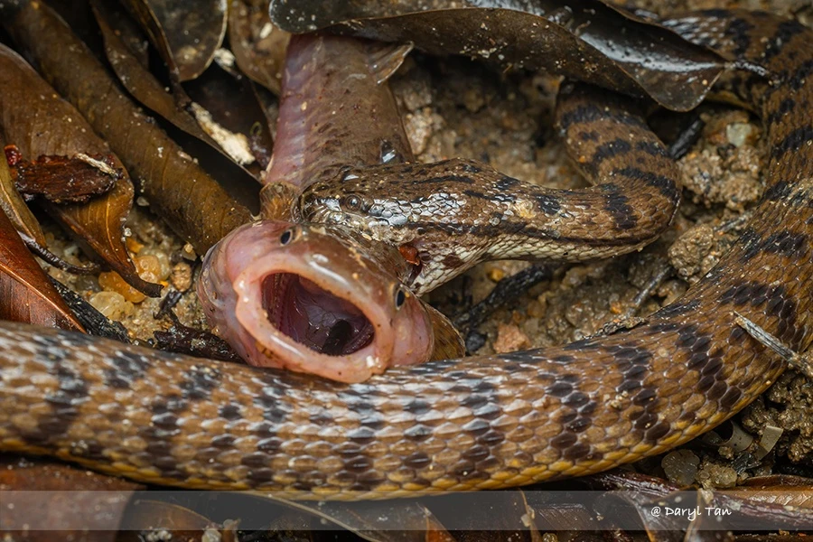 Ladder gudgeon (cá đục thang), hay bostrychus scalaris (cá bớp), là một loài cá quý hiếm và ít người biết, được đặt tên theo dải hoa văn giống như bậc thang trên thân cá.