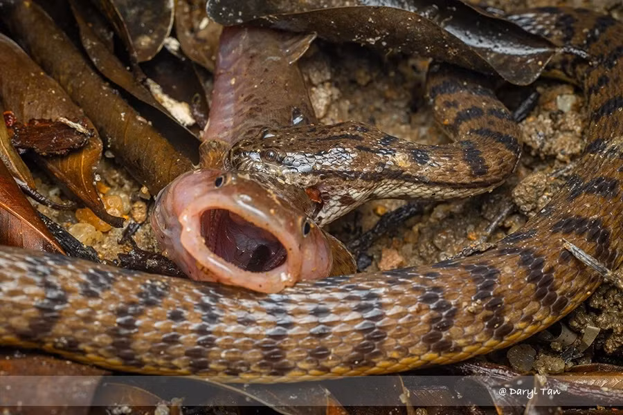 Ladder gudgeon (cá đục thang), hay bostrychus scalaris (cá bớp), là một loài cá quý hiếm và ít người biết, được đặt tên theo dải hoa văn giống như bậc thang trên thân cá.