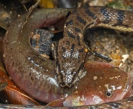 Phát hiện này làm tăng khả năng các loài động vật khác, có thể được cho là đã không còn ở Singapore do mất môi trường sống vì quá trình đô thị hóa, vẫn có thể sống sót trong các khu rừng ngập mặn còn lại.