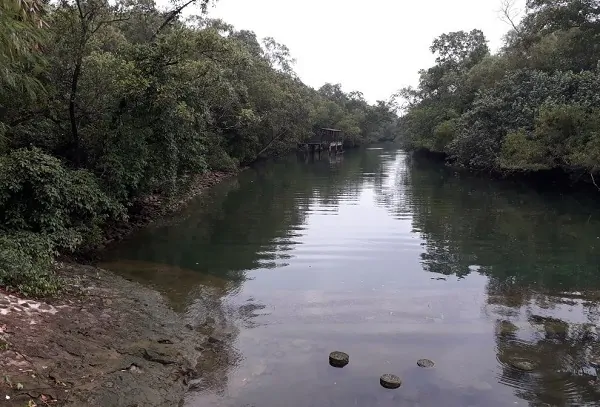 Anh Daryl Tan, một nhiếp ảnh gia đam mê chụp ảnh rắn, đến rừng ngập mặn ở Công viên Pasir Ris vào tháng 6/2023, anh bắt gặp cảnh tượng con rắn nước mặt chó đang cắn một con cá kỳ lạ.