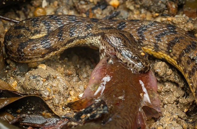 “Nếu thông tin được thu thập đủ, loài này có thể được đánh giá và tình trạng bảo tồn của chúng có thể được cập nhật trong Sách Đỏ Singapore”, tiến sĩ Tan nói.