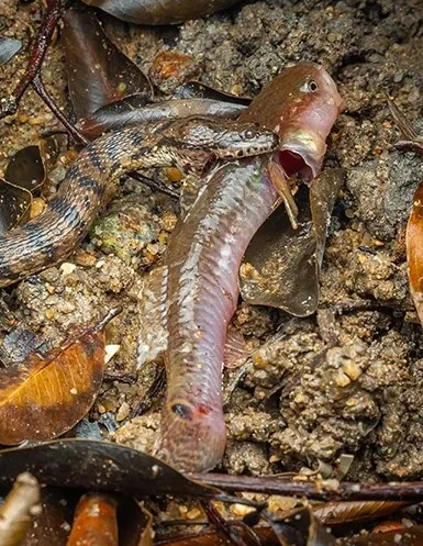 Khám phá này làm nổi bật thực tế là những không gian tự nhiên tương đối nhỏ như rừng ngập mặn tại Công viên Pasir Ris vẫn có thể là nơi trú ẩn cho các loài động vật hoang dã quý hiếm đang bị đe dọa.