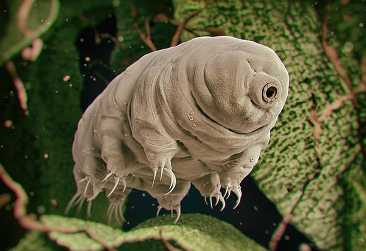  Gấu nước hay Tardigrada là một sinh vật có 8 chân, kích thước trung bình khoảng 0,5 mm nên chỉ nhìn được dưới kính hiển vi.