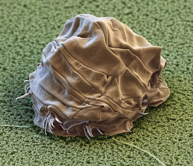 Ở nhiệt độ khắc nghiệt của gấu nước cũng được hưởng lợi từ cơ chế sửa chữa DNA mạnh mẽ của chúng. Khi DNA của tế bào bị hư hỏng, tardigrades có thể nhanh chóng sửa chữa các lỗi trong DNA và tránh chết tế bào.