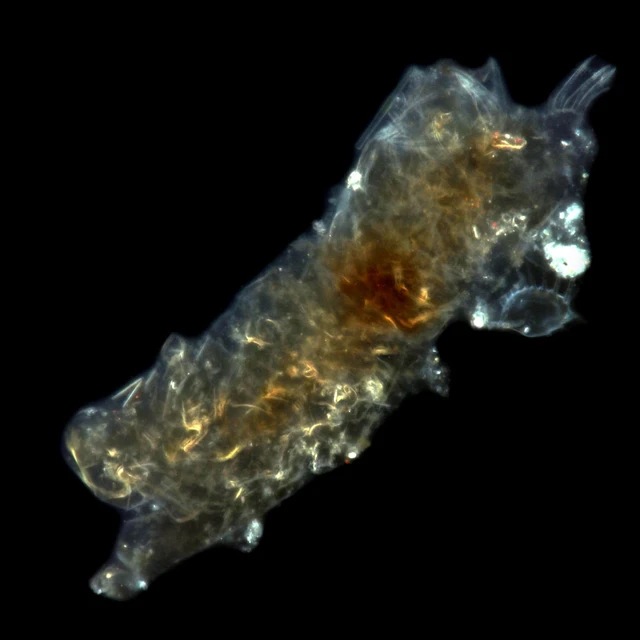 Có khả năng sống rất lớn nhưng sinh vật này lại di chuyển rất chậm. Tốc độ di chuyển của chúng còn chậm hơn cả ốc sên nhưng chúng lại có mặt ở mọi nơi trên Trái đất.