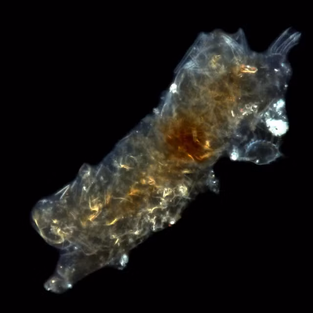 Có khả năng sống rất lớn nhưng sinh vật này lại di chuyển rất chậm. Tốc độ di chuyển của chúng còn chậm hơn cả ốc sên nhưng chúng lại có mặt ở mọi nơi trên Trái đất.