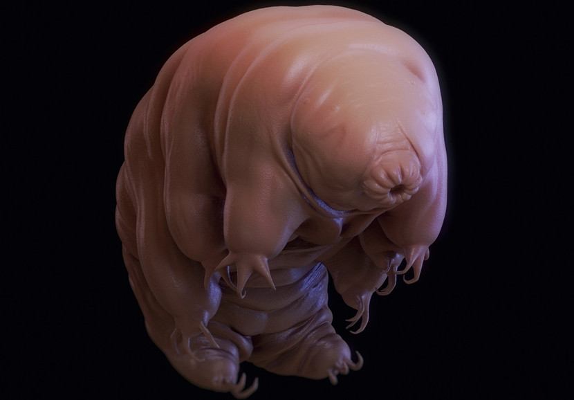 Mặc dù vài loài sinh sản đơn tính, cả gấu nước đực và cái đều phổ biến, cả hai đều có một tuyến sinh dục đơn trên ruột. Gấu nước đẻ trứng, và thường thì thụ tinh ngoài. Số ít loài thụ tinh trong, trong hầu hết trường hợp trứng được để lại để tự phát triển.