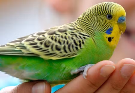 Nuôi chim: Những người nuôi chim rất chu đáo và lịch sự. Ảnh:American Veterinary Medical Association