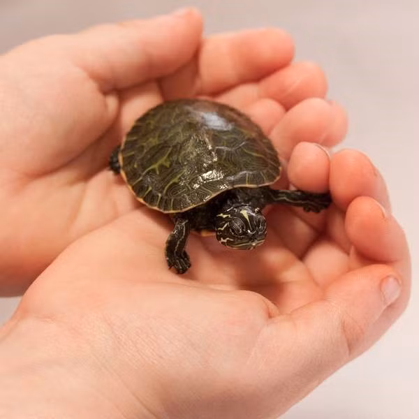 Nuôi rùa: Một số tính từ có thể dùng để mô tả những người nuôi rùa là lý trí, chăm chỉ, đáng tin cậy và có định hướng. Ảnh:Just For Pets