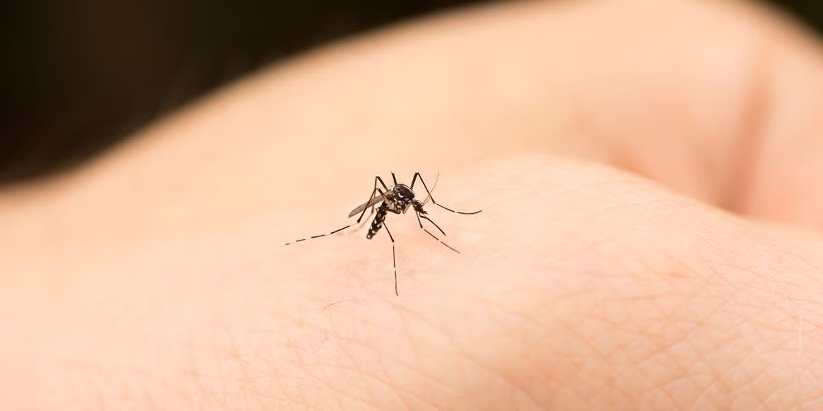 Phân tích về cách muỗi phản ứng trong ba thí nghiệm đã dẫn các nhà nghiên cứu đến việc tạo ra mô hình "ba mối đe dọa" về cách muỗi tìm vật chủ của chúng. Từ khoảng cách 10 đến 50 mét, muỗi sử dụng khứu giác để phát hiện luồng CO2. Đây là lý do ban đầu thu hút chúng đến gần con người và các loài động vật khác. Trong phạm vi từ 5 đến 15 mét, muỗi sử dụng mắt của mình, tiến lại gần chúng ta thông qua các tín hiệu thị giác. Cuối cùng, khi chúng còn cách vật chủ trong vòng 1 mét, chúng phát hiện ra các tín hiệu nhiệt để tiến gần hơn đến mục tiêu của mình.Ảnh:Lab Manager