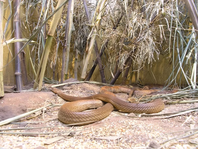 Mỗi lần sinh sản chúng thường đẻ từ 12 đến 20 quả trứng. Trứng sẽ nở sau 2 tháng.