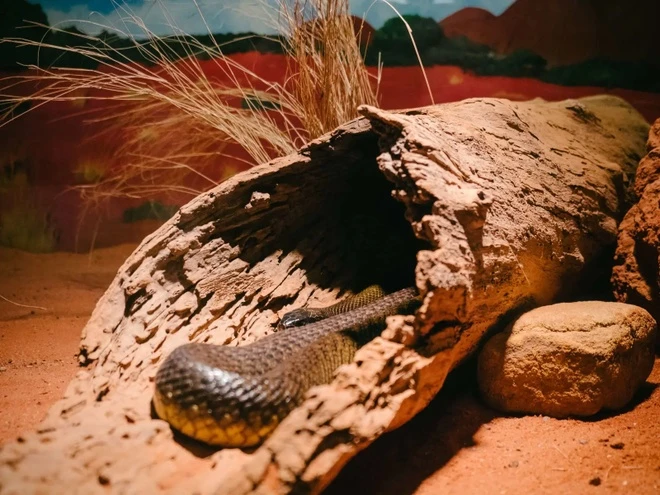 Tuy là rắn độc, nhưng loài rắn này rất nhát. Chúng thường sống ở những nơi xa con người, dành nhiều thời gian dưới lòng đất và luôn luôn tìm cách chạy trốn nếu có sự cố. 