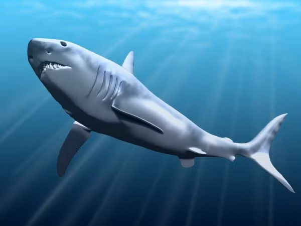 Họ đoán rằng Megalodon chắc hẳn phải có hình dạng cơ thể khổng lồ như hậu duệ của chúng ở thời điểm hiện nay - loài cá mập trắng lớn.