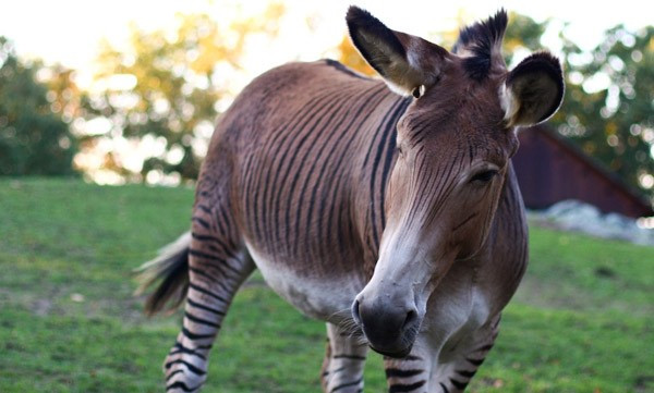 8. Zonkey hoặc Zebadonk (Lừa vằn): Zonkey là sự lai tạo giữa ngựa vằn đực và lừa cái. Zebadonk là loài lai được lai tạo từ lừa đực và ngựa vằn cái. Cả lừa và ngựa vằn đều thuộc họ ngựa. Ảnh:The Equinest