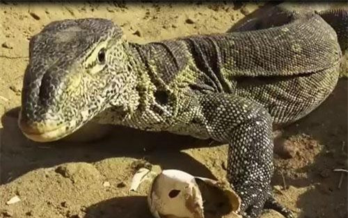 Kỳ đà cá sấu (Varanus salvadorii) phân bố ở New Guinea. Có bộ răng cưa giống với cá sấu nên được gọi là kỳ đà cá sấu.