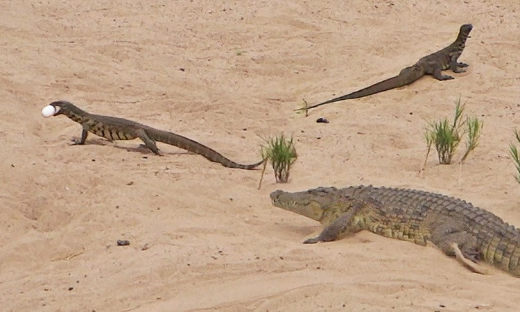 Là loài có chiều dài cơ thể rất dài, có con dài hơn 3,5m dài hơn cả rồng Komodo. Được cho là loài kỳ đà dài nhất thế giới, cân nặng 20 kg.