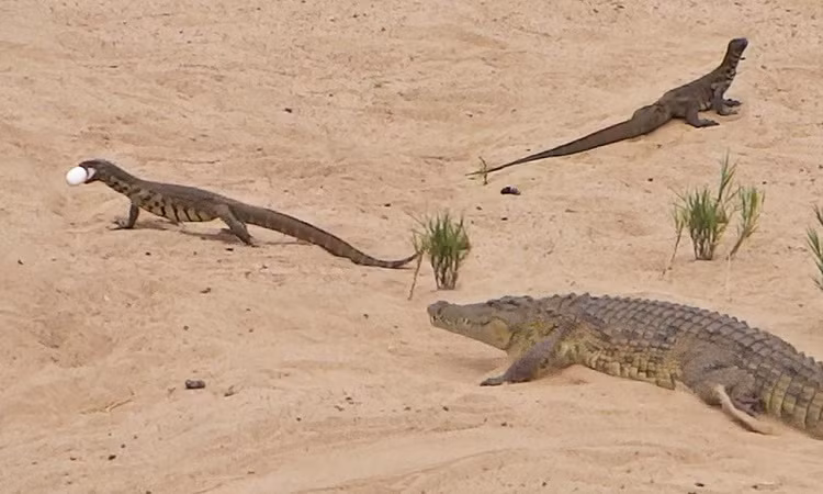 Là loài có chiều dài cơ thể rất dài, có con dài hơn 3,5m dài hơn cả rồng Komodo. Được cho là loài kỳ đà dài nhất thế giới, cân nặng 20 kg.