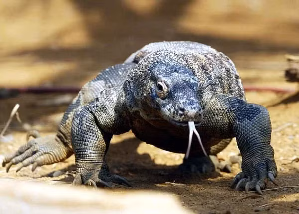 Là loài săn mồi đáng gờm, chúng chuyên săn những con thú lớn bằng cú đớp mạnh, nước bọt có độc tính. Trong tự nhiên có thể nặng đến 80- 100 kg, trong điều kiện nuôi nhốt là 160 kg. Tuy cơ thể nặng nề nhưng chúng có thể chạy 20 km/h.