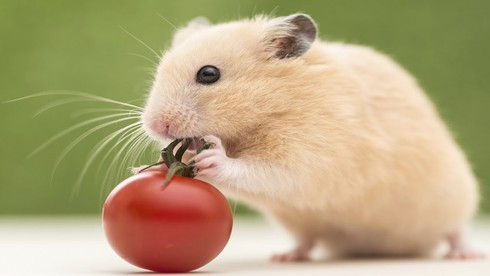 Với tuổi Tý làm công ăn lương, họ sẽ có cơ hội làm việc trong một môi trường năng động, thân thiện và đồng nghiệp hỗ trợ nhau nhiệt tình. Tinh thần phấn chấn và những kinh nghiệm “xương máu" từ người xung quanh giúp con giáp này tự tin hơn và làm mọi chuyện dễ như trở bàn tay.