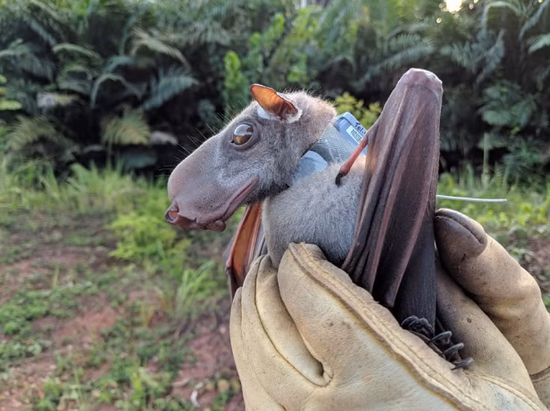 Dơi đầu búa là một trong những loài dơi có hình dạng kỳ dị nhất thế giới.
