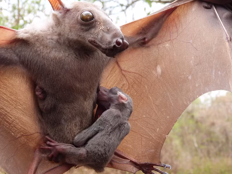 Mùa sinh sản của dơi đầu búa là mùa khô.