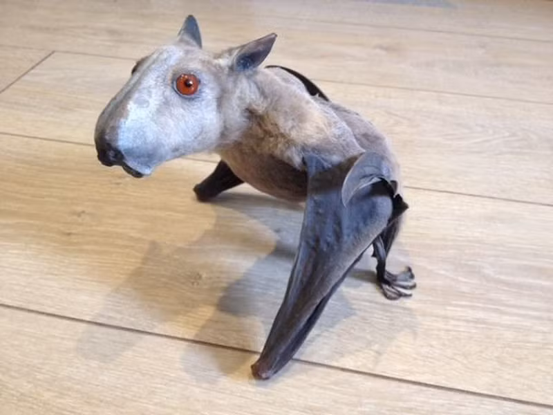 Vào ban ngày, dơi đầu búa đậu trên cây và dựa vào màu sắc của mình để ngụy trang khỏi những kẻ săn mồi. Chúng sẽ ra ngoài kiếm ăn vào ban đêm.