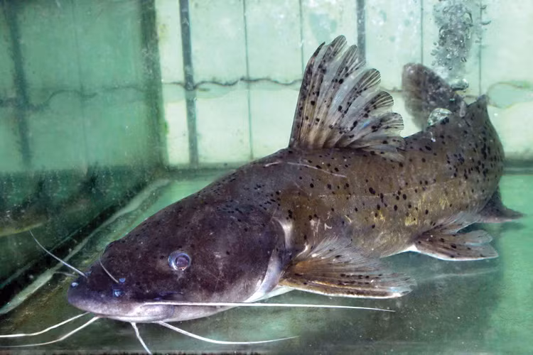 Loài cá này không có xương dăm, thịt ngon nên rất được ưa chuộng. Theo nghiên cứu, sản lượng khai thác của lăng chấm trên hệ thống sông Hồng hiện đã giảm xuống còn 0-15% sản lượng những năm 70, 80.