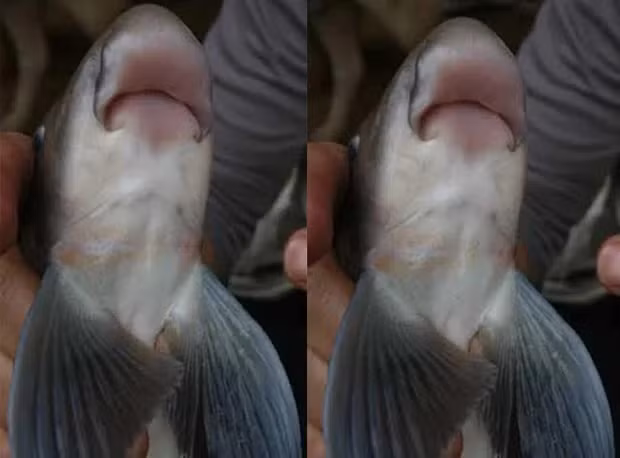 Cá anh vũ còn thuộc nhóm "Ngũ quý hà thủy", một trong năm loại thuỷ sản quý nhất (anh vũ, cá dầm xanh, cá lăng, cá chiên và cá bỗng).