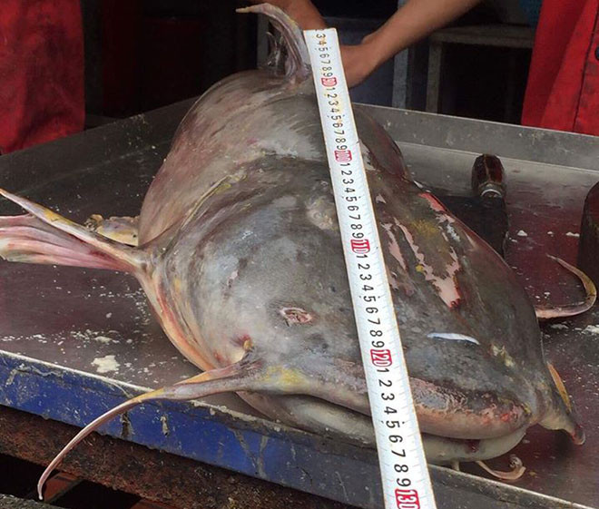 Loài cá này chỉ có một xương trụ, không có xương dăm, có con nặng tới 30kg, dài cả mét. Đây là cá có giá trị kinh tế lớn, giá cả chục triệu đồng mỗi con, trung bình mỗi kg khoảng 400-500 nghìn đồng (số liệu 2017), có trường hợp đến 1 triệu đồng/kg.