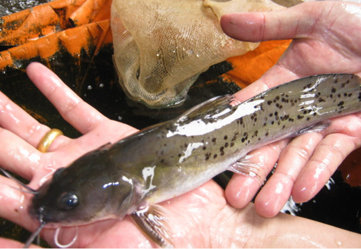 Cá lăng chấm: Tên khoa học là Hemibagrus guttatus là một loài cá trong chi Cá lăng (Hemibagrus) của họ Cá lăng (Bagridae), bộ Cá da trơn. Cá lăng là một trong những loài cá nước ngọt lớn nhất, trong tự nhiên đã bắt được những con từ 40 –50 kg.