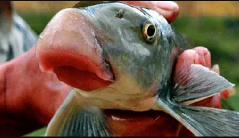 Cá anh vũ: Có tên gọi khác là cá mõm lợn, tên khoa học Semilabeo notabilis. Đây cũng là một trong những loài cá quý hiếm, là cá tiến Vua ở Việt Nam trong thời phong kiến.