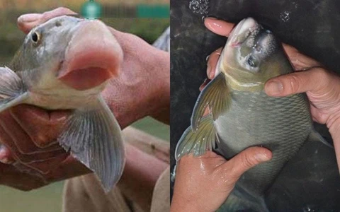 Chính vì độ quý hiếm và thơm ngon mà loại cá này có giá trên thị trường rất đắt, khi đến tay người mua đã có giá đến chục triệu/kg.