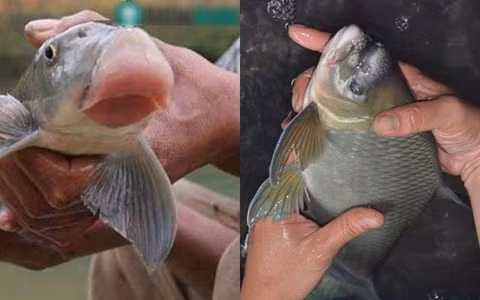 Chính vì độ quý hiếm và thơm ngon mà loại cá này có giá trên thị trường rất đắt, khi đến tay người mua đã có giá đến chục triệu/kg.