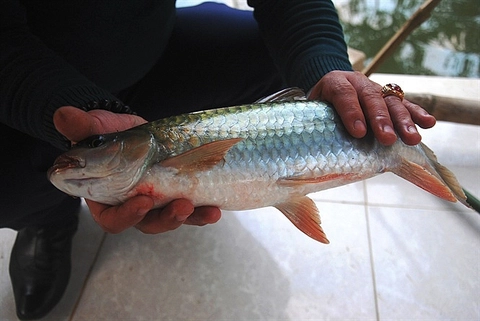 Những bãi đẻ của loại cá này dường như không còn, chúng chỉ sinh sản phân tán, rải rác trên khu vực thượng nguồn các sông suối.