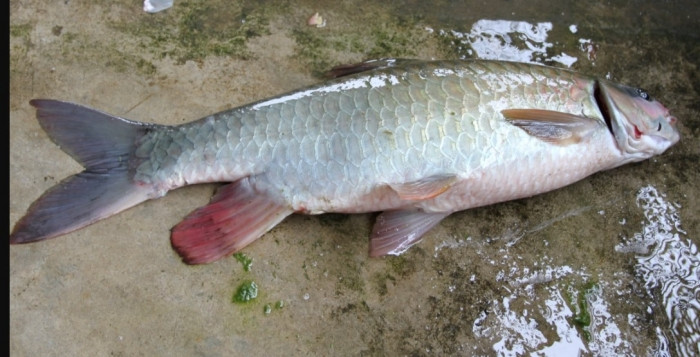Trước đây, loài cá này được dùng để Tiến Vua. Cá bỗng thường sống theo quần thể và đang bị suy thoái số lượng do nạn đánh bắt quá mức và ô nhiễm môi trường.