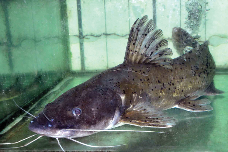 Loài cá này không có xương dăm, thịt ngon nên rất được ưa chuộng. Theo nghiên cứu, sản lượng khai thác của lăng chấm trên hệ thống sông Hồng hiện đã giảm xuống còn 0-15% sản lượng những năm 70, 80.