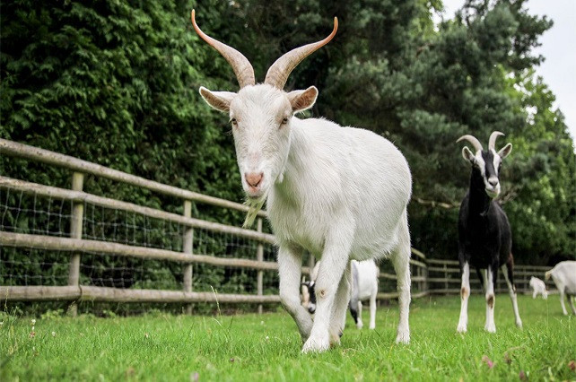 Tử vi dự báo rằng bước sang tháng mới, người tuổi Mùi cần quyết tâm theo đuổi công việc. Bản mệnh có thể ăn nên làm ra, đạt được cơ hội thành công ngoài mong đợi. Đây là lúc bản mệnh tận dụng triệt để những nguồn lực sẵn có, chớp lấy thời cơ để thành công.