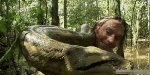 3.Trăn Amazon. Là loài trăn khổng lồ sống ở lưu vực sông Amazon, Nam Mỹ. Dài hơn chục mét, nặng cả tấn, sống đơn độc nhưng lại rất hung tàn với những đòn tấn công đột ngột khiến con mồi không thể chạy thoát.