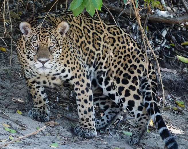 4. Báo đốm. Mặc dù có chiều dài cơ thể gần 2m và nặng tới 90kg, loài báo đốm châu Mỹ có thể di chuyển qua lại giữa các cành cây trên tán rừng nhiệt đới.