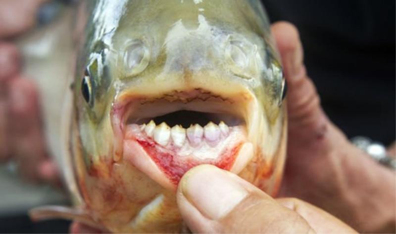 2. Cá Piranha Paku. Loại cá này rất lớn và có thể nuốt chửng cả người lớn chỉ trong một nhát cắn.