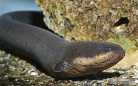 1. Cá chình điện. Hay còn gọi là lươn điện. Loài cá này đang được xếp vào những loài có nguy cơ tuyệt chủng ở trong sách đỏ. Là sinh vật sống dưới nước mạnh mẽ, chúng có khả năng phóng ra "điện", với kỹ năng độc quyền này, cá chình điện có thể đi ngang trên sông Amazon.