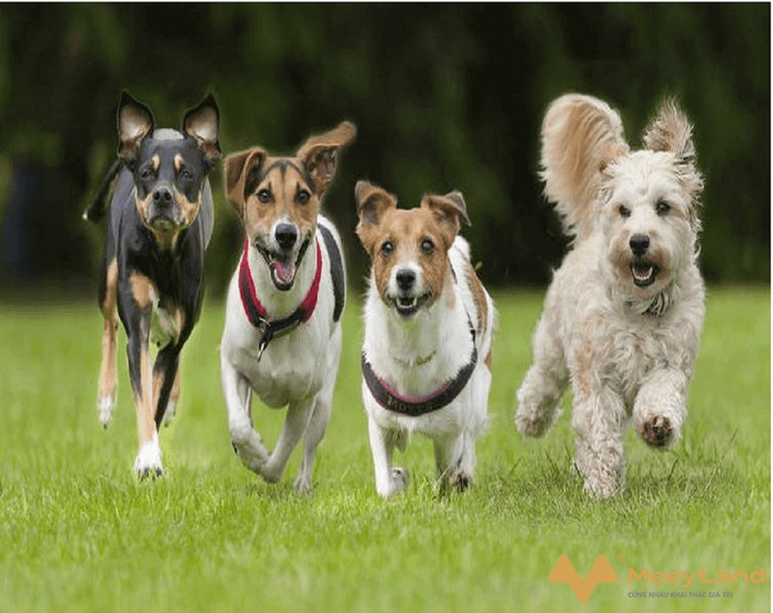 Theo cuốn sách Do Dogs Dream? Nearly Everything Your Dog Wants You to Know, do Stanley Coren, một giáo sư tâm lý học chuyên nghiên cứu về hành vi của chó viết, chó cũng có hành vi tương tự. Ảnh:MeeyLand.com