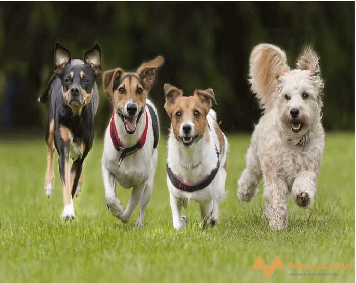 Theo cuốn sách Do Dogs Dream? Nearly Everything Your Dog Wants You to Know, do Stanley Coren, một giáo sư tâm lý học chuyên nghiên cứu về hành vi của chó viết, chó cũng có hành vi tương tự. Ảnh:MeeyLand.com