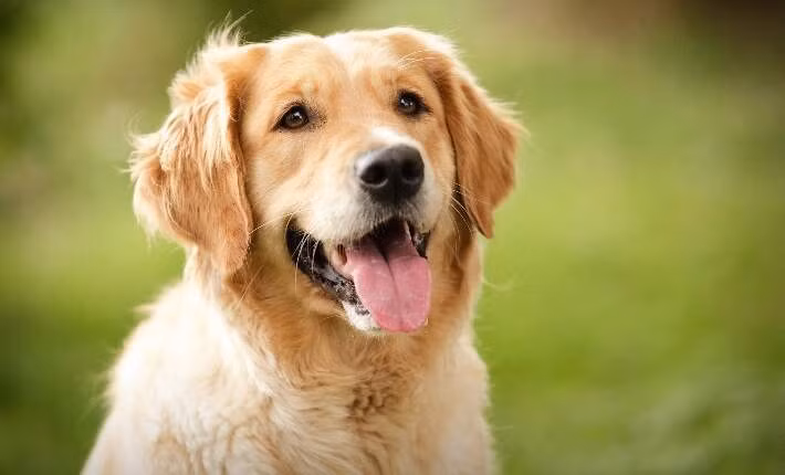 Bỏ qua các vấn đề về quyền động vật, việc xem chú chó của bạn như một loài động vật có ý thức, biết mơ mộng có thể thay đổi mối quan hệ cá nhân của bạn với thú cưng. Peña-Guzmán đã nhận được tin nhắn từ độc giả nói với ông rằng cuốn sách đã tiết lộ một chiều sâu mới cho những con vật cưng mà họ đã yêu quý. Ảnh:Nylabone