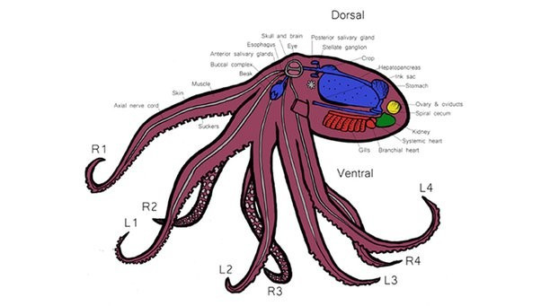 2. Bạch tuộc có ba trái tim: Hai trong số những trái tim này chỉ có chức năng đưa máu qua mang, nơi nó giải phóng carbon dioxide và hấp thụ oxy. Sau đó, trái tim thứ ba lưu thông máu giàu oxy đó đến các cơ quan và cơ, cung cấp năng lượng cho chúng. Nhưng trái tim thứ hai thực sự ngừng đập khi bạch tuộc bơi,điều này khiến chúng kiệt sức,đó là lí do chúng thích bò thay vì bơi. Ảnh:Quora