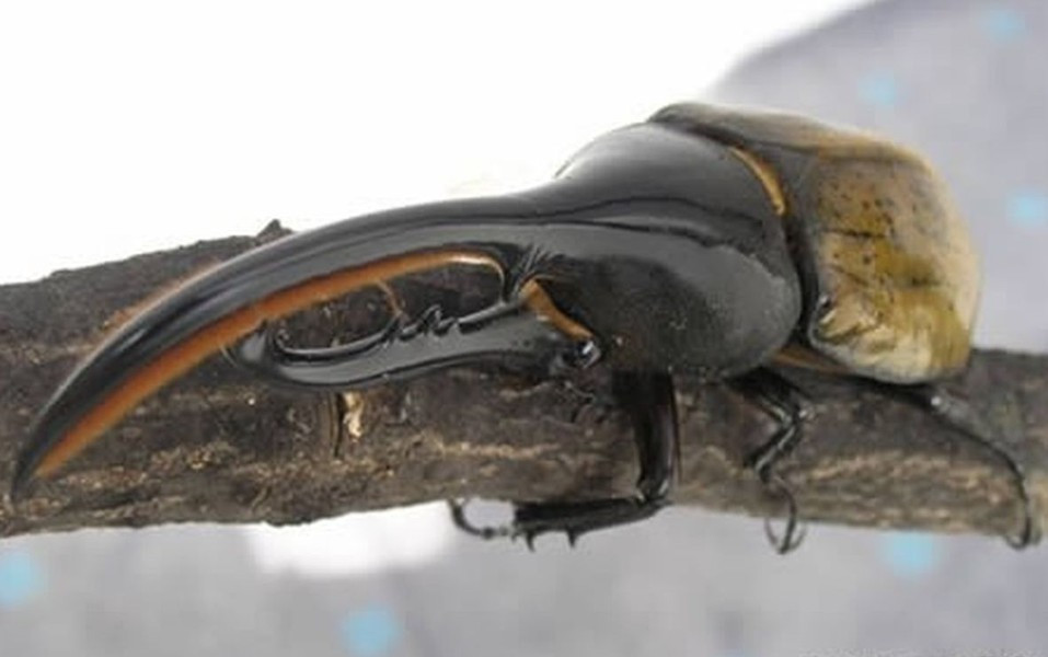 Bọ cánh cứng tê giác (Hercules Beetle) Nam Mỹ. Chiều dài cơ thể chúng có thể lên đến 15 cm (tính cả phần sừng). Chúng có thể mang một vật nặng gấp 850 lần so với trọng lượng cơ thể.