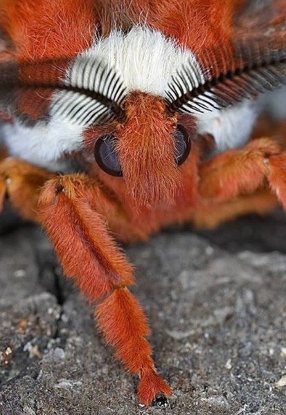 Bướm Cecropia, hay bướm Rolin: Là loài bướm đêm lớn nhất ở Bắc Mỹ, thuộc nhóm Bướm lụa khổng lồ. Chiều dài sải cánh của chúng lên tới 16 cm.