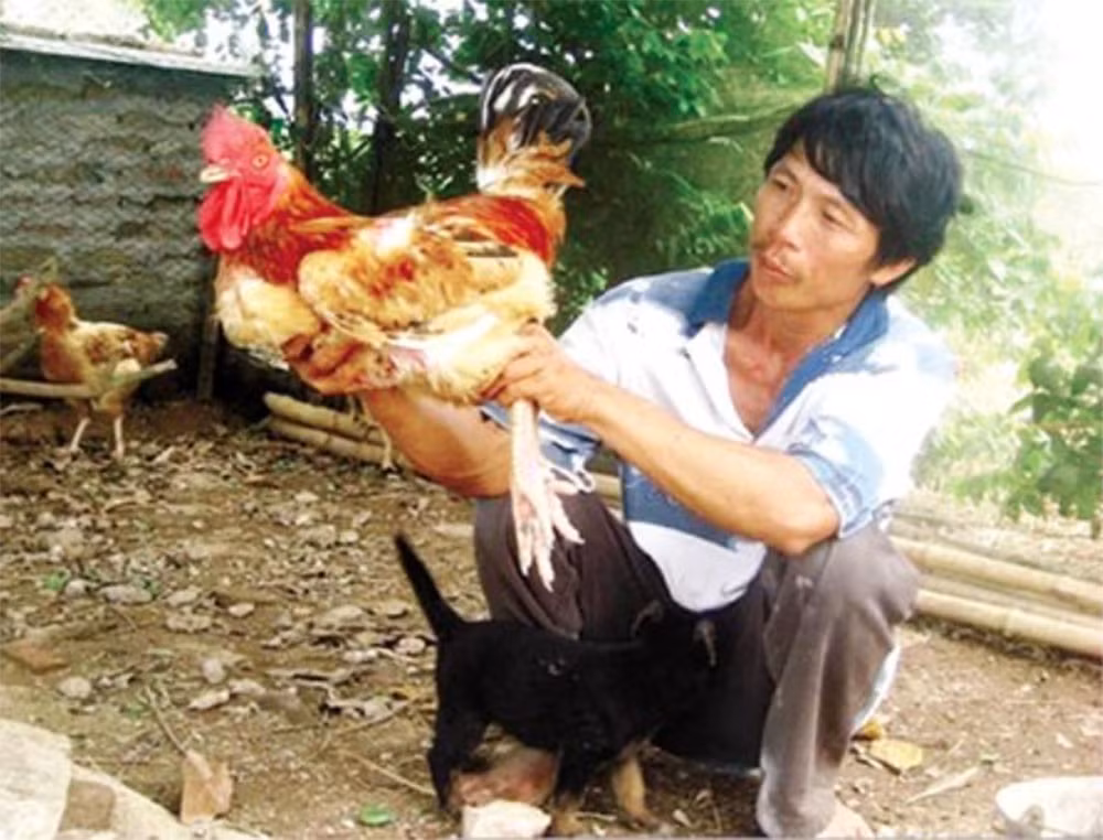  Gà Tò: Có lớp lông phủ dọc từ bàn chân tới tận đùi. Gà Tò có vóc dáng cao lớn, con trống có khối lượng 4-5kg, con mái đạt 3-4 kg. Thịt gà Tò đỏ như gà chọi, săn chắc, ít mỡ, dày thịt và ngon.