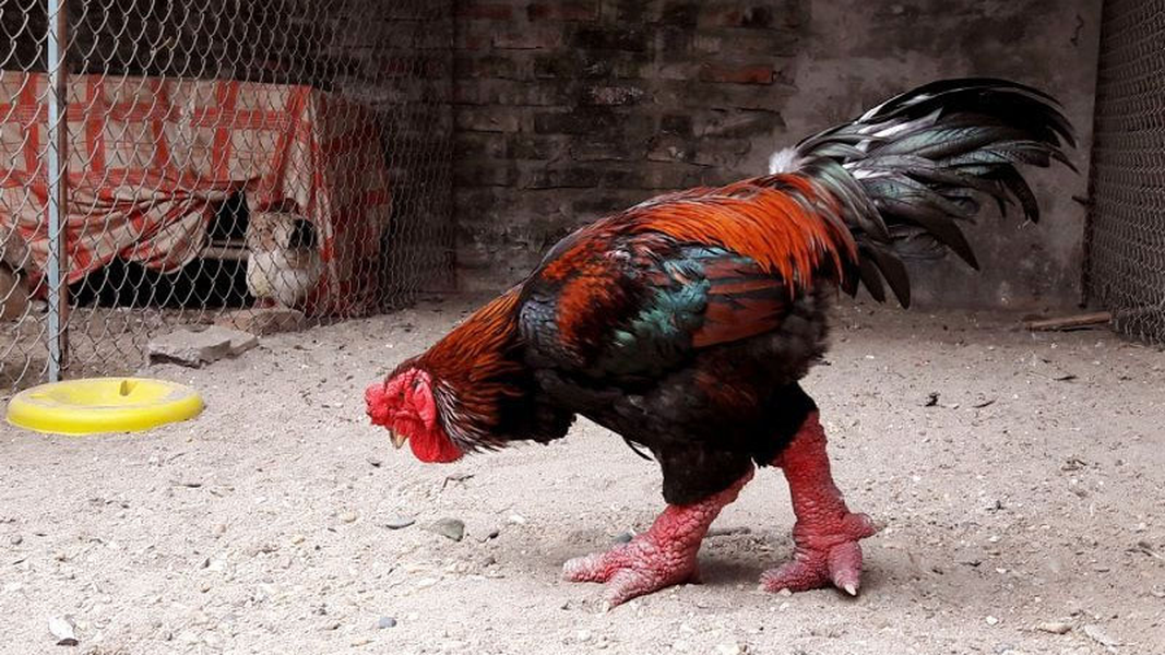 Giá gà Đông Tảo thường từ 1,5-3 triệu đồng/con. Những con được chọn lọc cẩn thận có mức giá tới hàng chục triệu đồng. Đây là giống gà quý hiếm thuần chủng của Việt Nam, được nuôi từ lâu tại xã Đông Tảo (huyện Khoái Châu, tỉnh Hưng Yên).